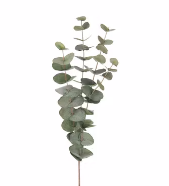 Eucalyptus 60 cm (Konstväxt)