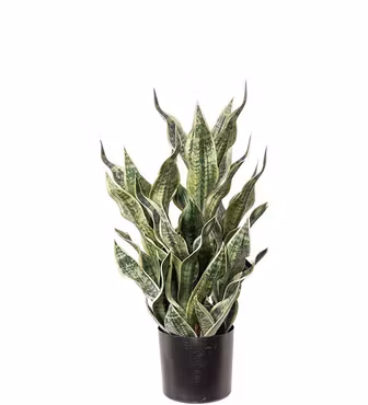Sansevieria i kruka 80 cm (Konstväxt)