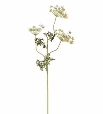 Flockblomma Vit 70 cm (Konstväxt)