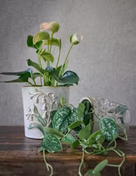 OLIVIA Kruka Liljekonvalj – Gästrikland