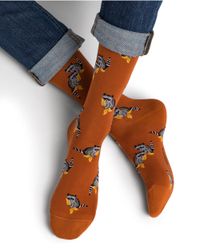 Raccoon Socks