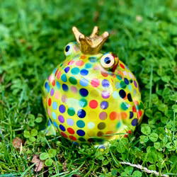 Sparbössa groda från Pomme-padou