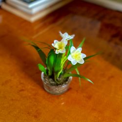 Narciss mini VIT 10 cm