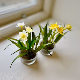 Narciss mini GUL 10 cm