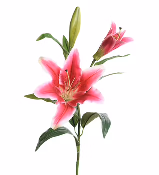 Lilja rosa 70 cm