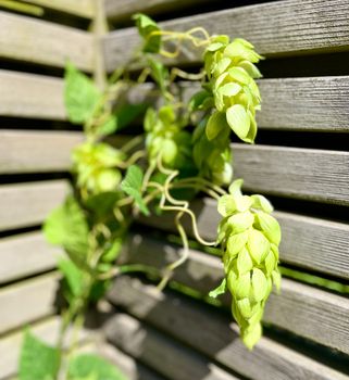 Humle 125 cm (OBS! Endast för avhämtning Båstad)