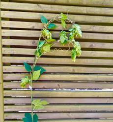 Humle 125 cm (OBS! Endast för avhämtning Båstad)
