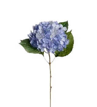 Hortensia blå 40 cm