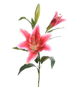 Lilja rosa 70 cm