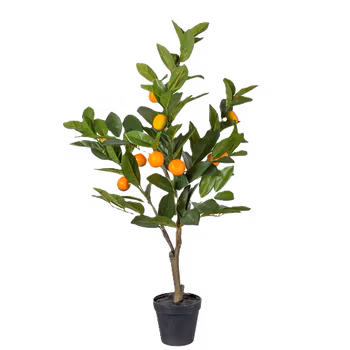 Träd citrus 70 cm