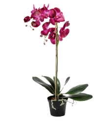 Phalaenopsis LILA 60 cm