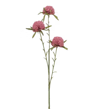 Amaranth rosa 60 cm