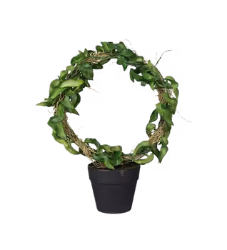 Hoya 30 cm