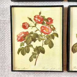 Fyra tavlor med rosor