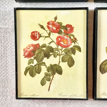 Fyra tavlor med rosor
