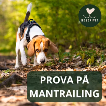 Mantrailing - PROVA PÅ