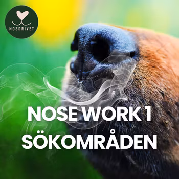 Nose Work 1 SÖKOMRÅDEN