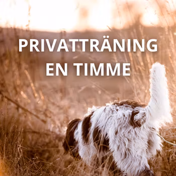 Privatträning - en person/familj