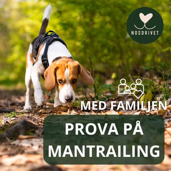 Mantrailing - PROVA PÅ med familjen