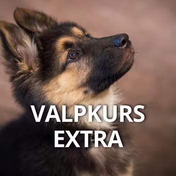 Valpkurs EXTRA