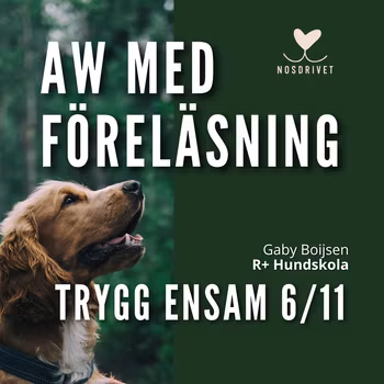 TRYGG ENSAM AW-föreläsning