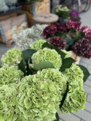 Hortensia snitt
