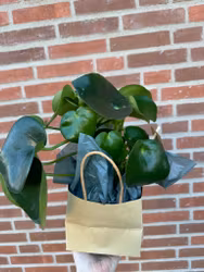 Peperomia Arifolia "Fars Tanke"