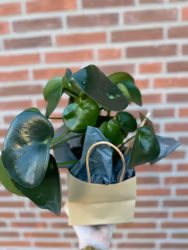 Peperomia Arifolia "Fars Tanke"