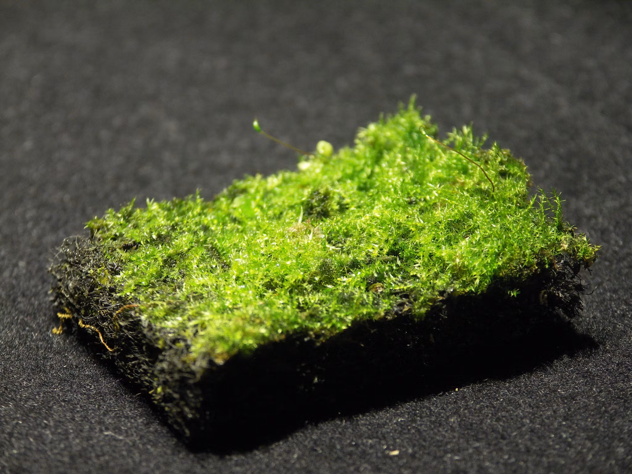 Dusk  Mossblandning