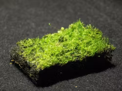 Dusk  Mossblandning