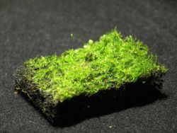 Dusk  Mossblandning