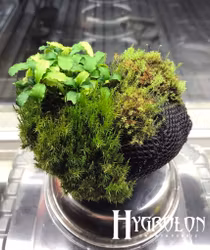 Hygrolon® - Wabi Kusa