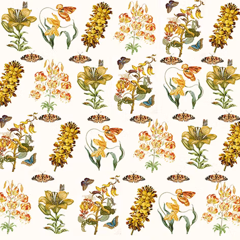 Origami - Maria Sibylla Merian, Fjärilar