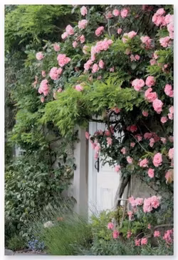 Dubbelt kort med kuvert - Grattis bland rosorna (Fraktfritt)