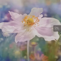 Dubbelt kort med kuvert - Blomman (Fraktfritt)