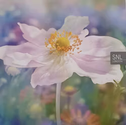 Dubbelt kort med kuvert - Blomman (Fraktfritt)