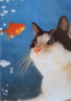 Litet kort med kuvert - Katten och fisken (Fraktfritt)