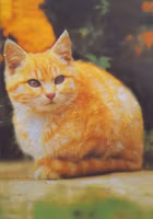 Litet kort med kuvert - Kurande katt (Fraktfritt)