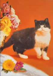 Litet kort med kuvert - Katt mot orange (Fraktfritt)