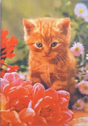 Litet kort med kuvert - Katt bland röda blommor (Fraktfritt)
