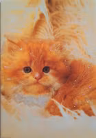 Litet kort med kuvert - Orange Katt (Fraktfritt)