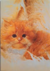 Litet kort med kuvert - Orange Katt (Fraktfritt)