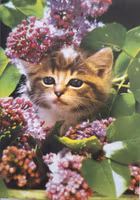 Litet kort med kuvert - Katt bland lila blommor (Fraktfritt)