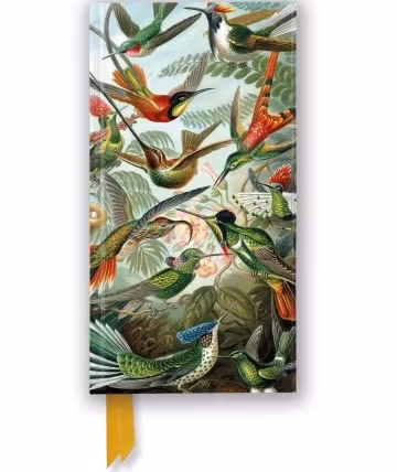Anteckningsbok - Kollibrier