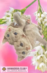 Minsta blocket - Katter (6 olika varianter)