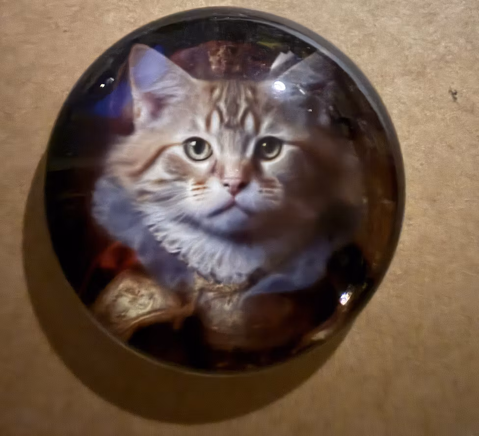 Magneter med vackra katter (välj själv vilken du vill ha)