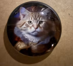 Magneter med vackra katter (välj själv vilken du vill ha)