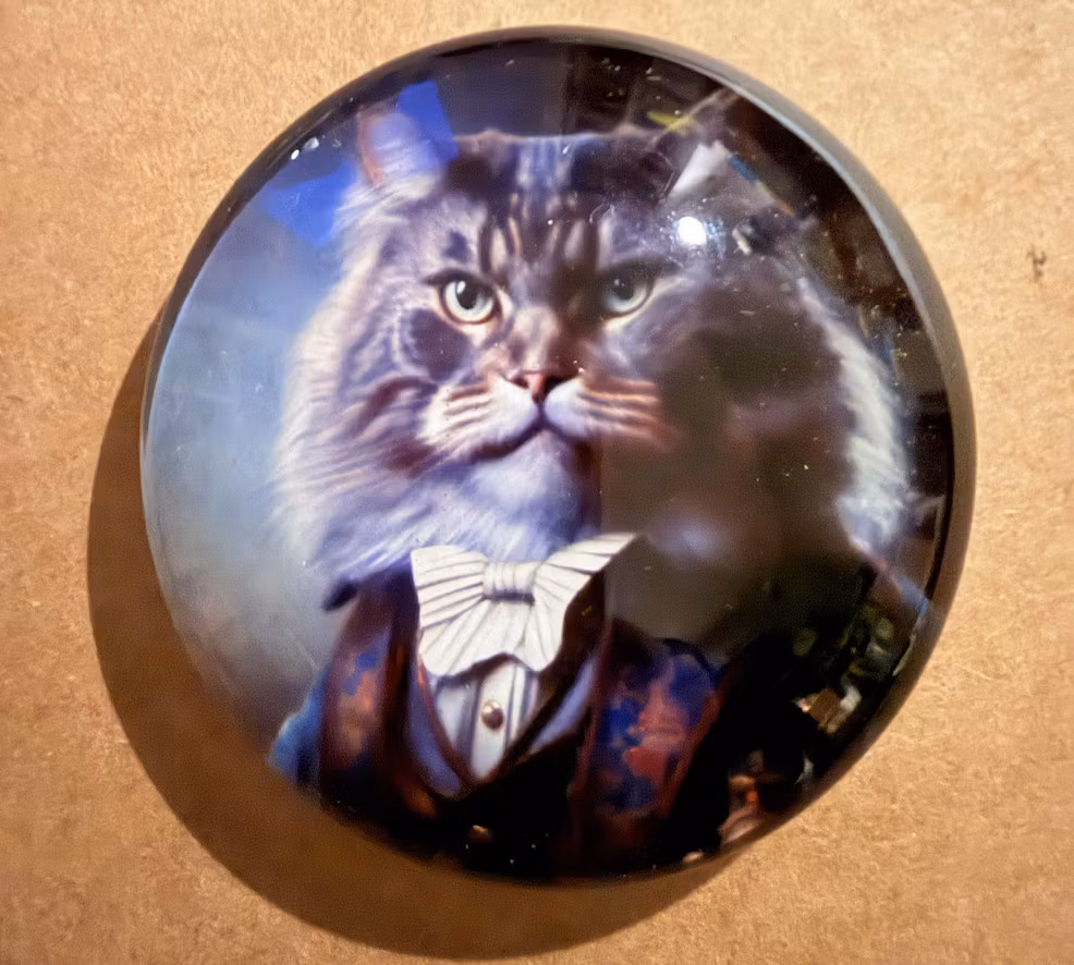 Magneter med vackra katter (välj själv vilken du vill ha)