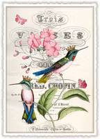 Lyxigt, enkelt kort - Kungliga kolibrier (Fraktfritt)