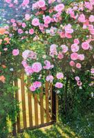 Dubbelt kort med kuvert - Rosenstaketet (Fraktfritt)